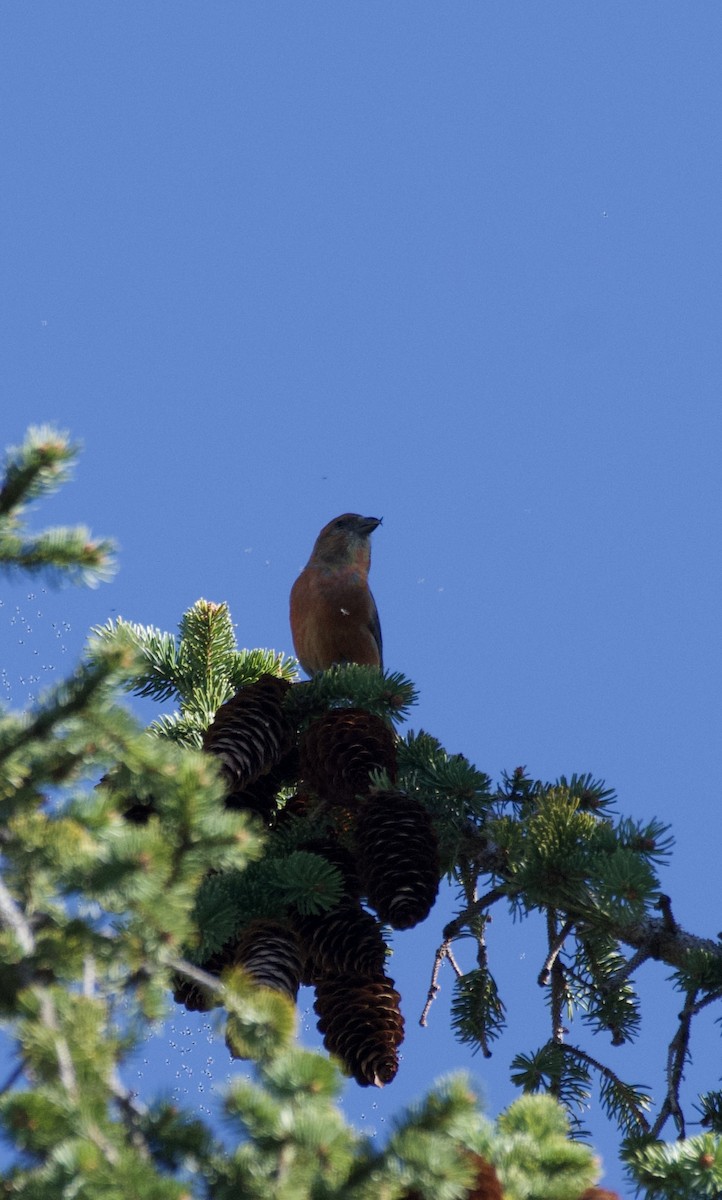 Red Crossbill - ML617549575