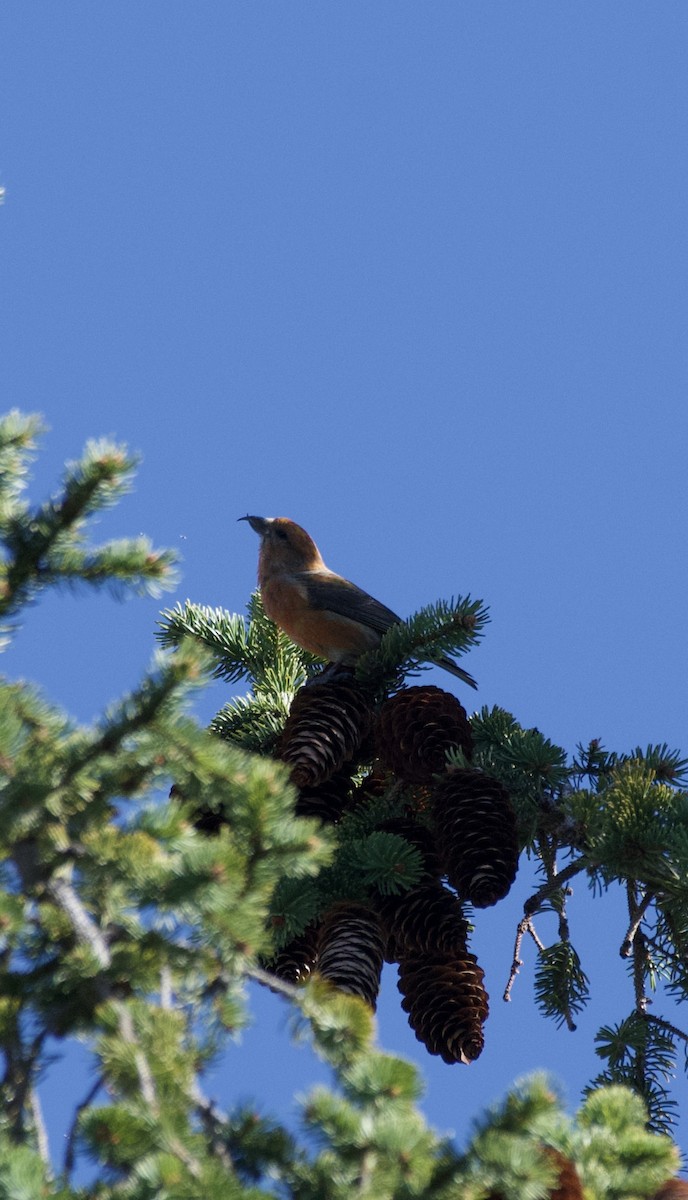 Red Crossbill - ML617549576