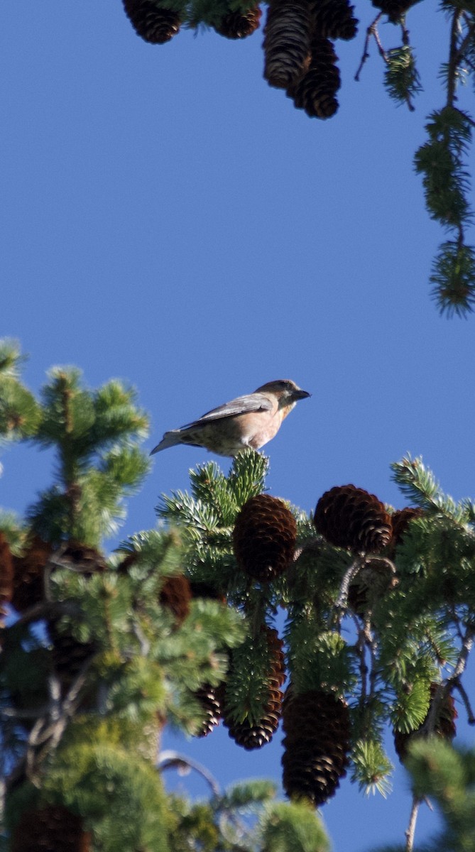 Red Crossbill - ML617549577