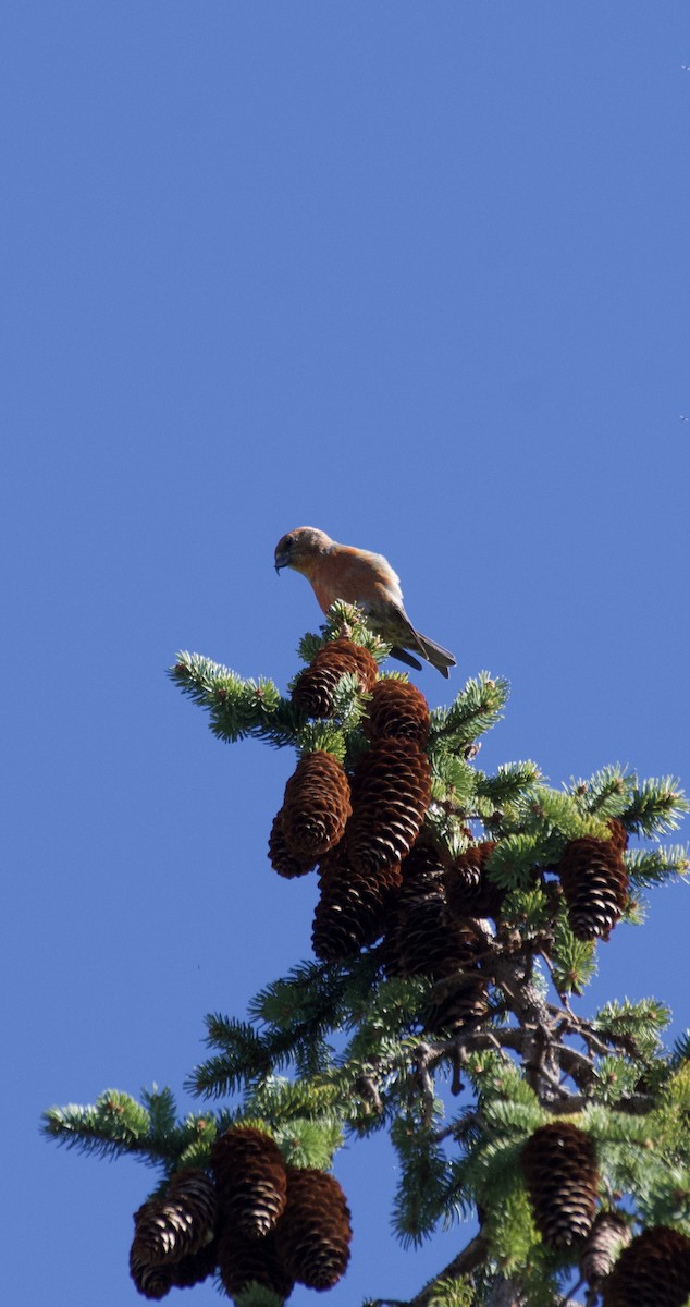 Red Crossbill - ML617549578