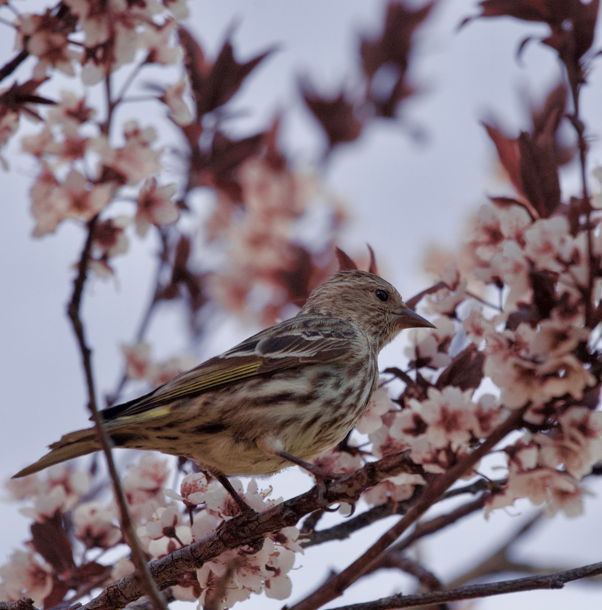 Pine Siskin - ML617549600