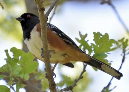 Spotted Towhee - Barbara Peck