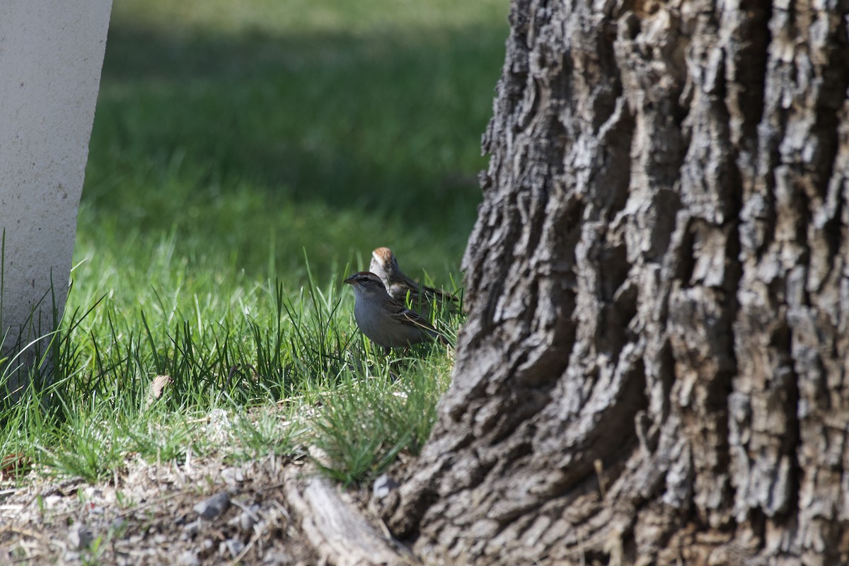 Chipping Sparrow - ML617549619