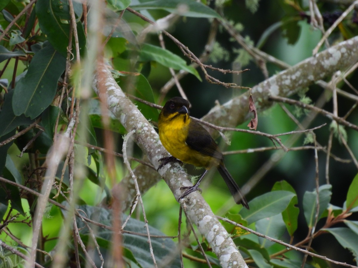 Dusky-headed Brushfinch - ML617549622