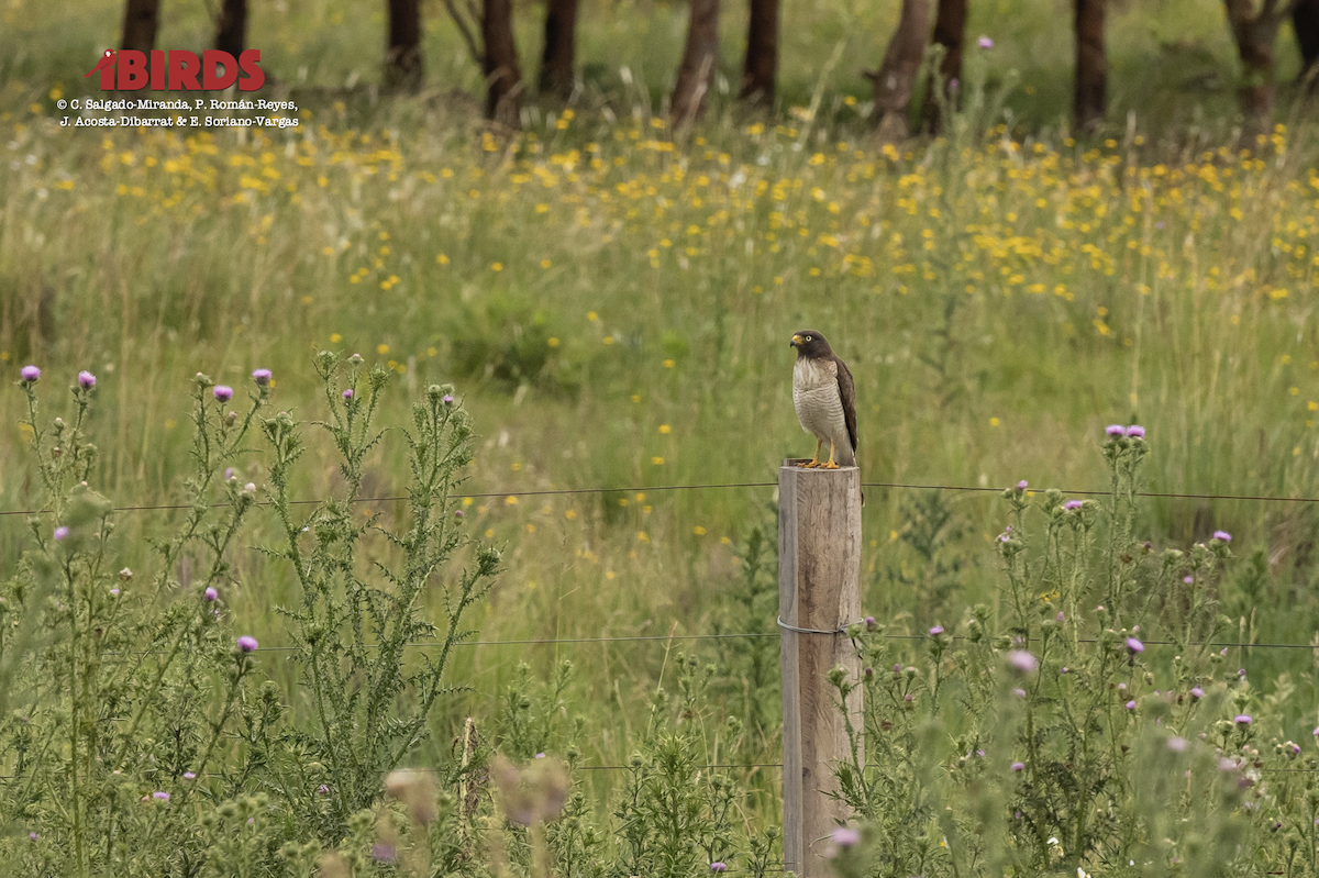 Roadside Hawk - ML617549662