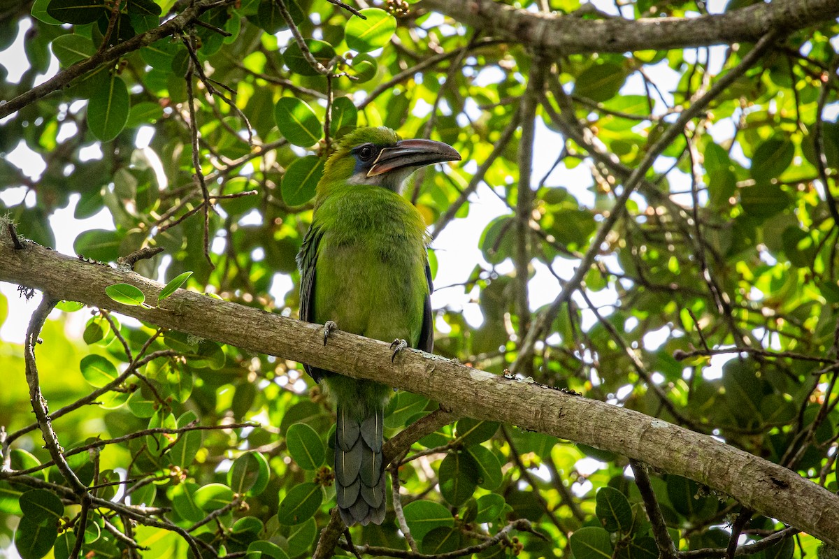 Groove-billed Toucanet - Francisco Russo