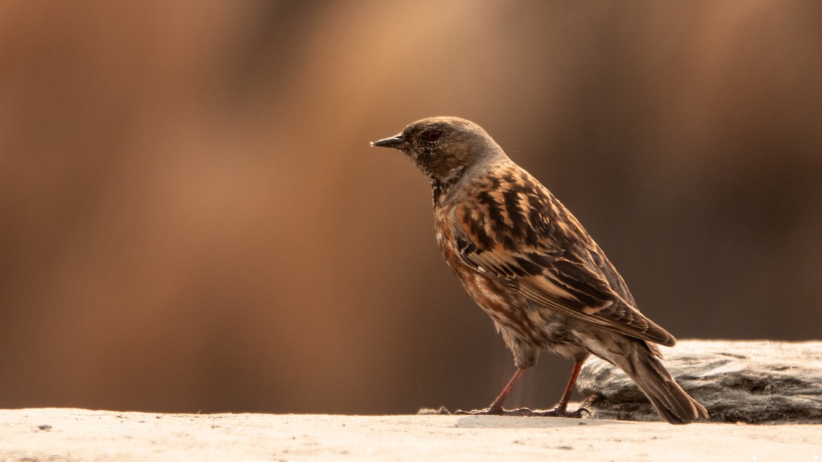 Altai Accentor - ML617549705