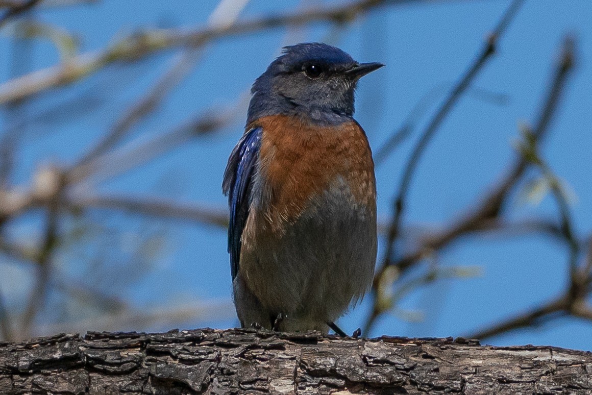 Western Bluebird - Marcy Carpenter