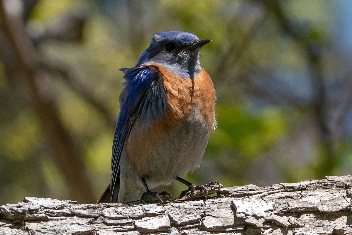 Western Bluebird - Marcy Carpenter