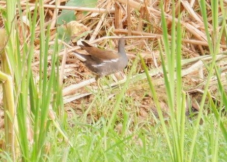 Eurasian Moorhen - ML617549738