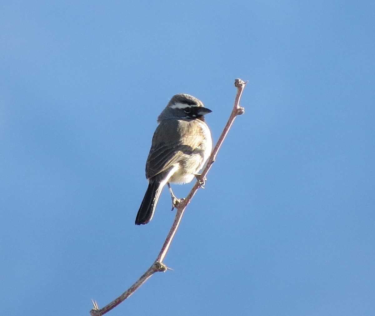 Black-throated Sparrow - ML617549762
