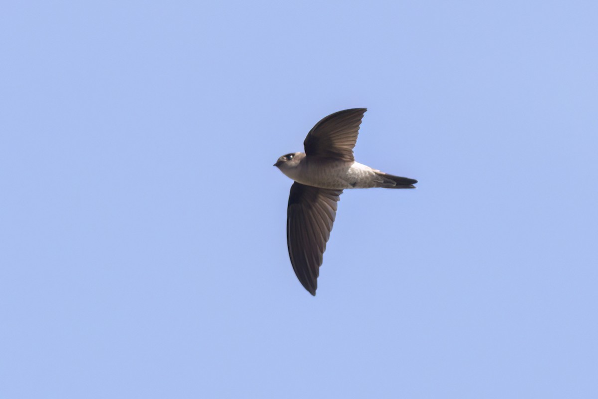 White-nest Swiftlet - ML617549766