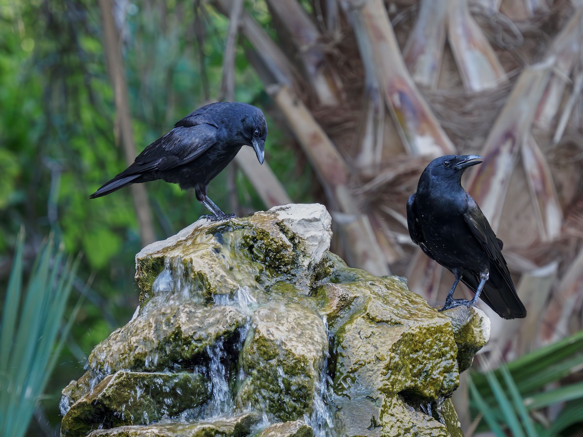 Fish Crow - ML617549782