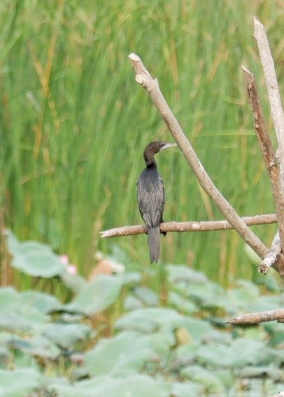 Little Cormorant - ML617549796