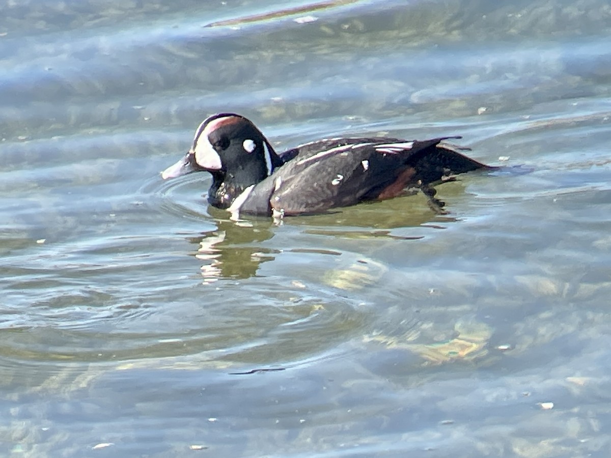 Pato Arlequín - ML617549802