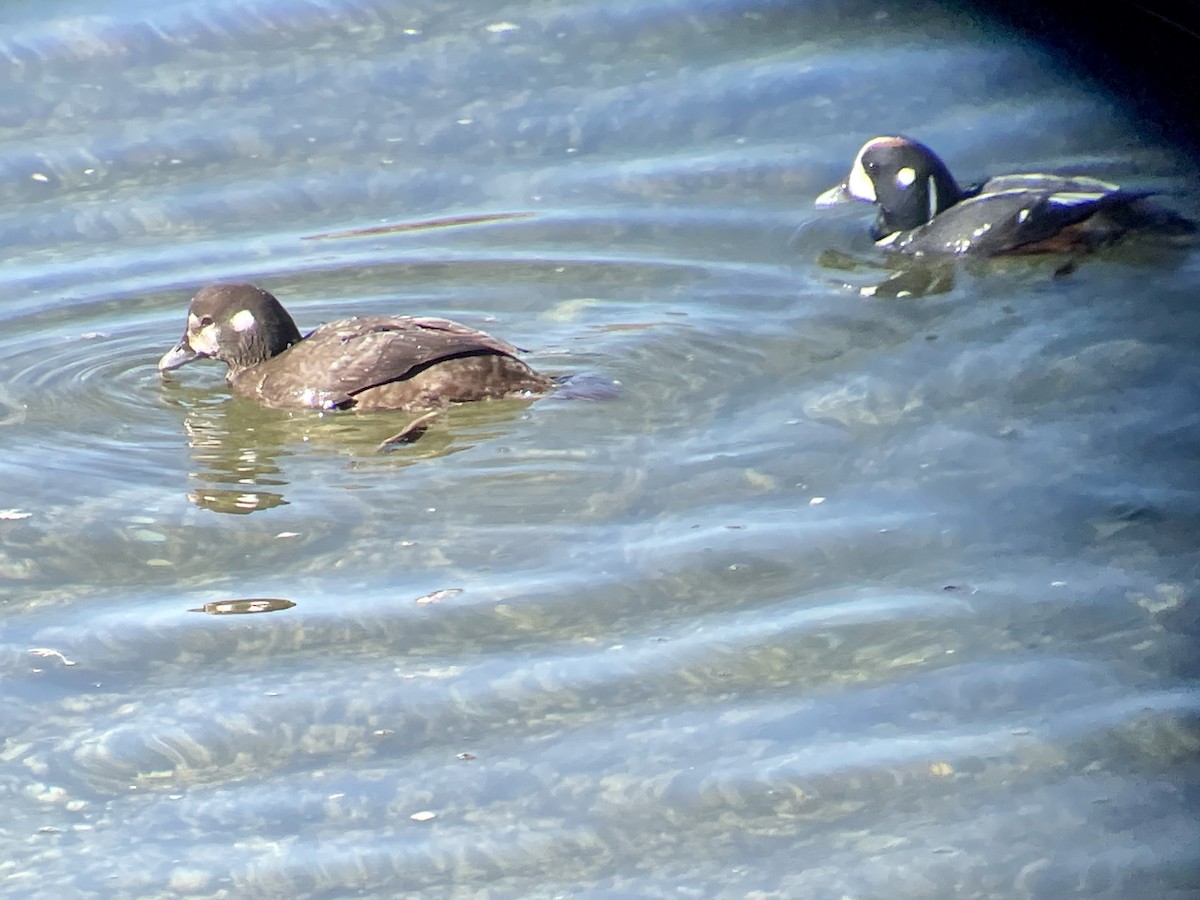 Harlequin Duck - Craig R Miller