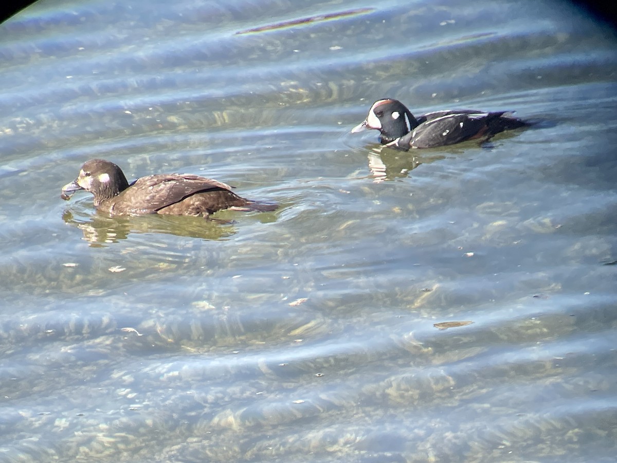 Harlequin Duck - Craig R Miller