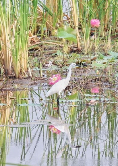 Little Egret - ML617549816