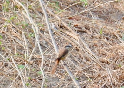 Brown Shrike - Wanatsanan Bumrungpong