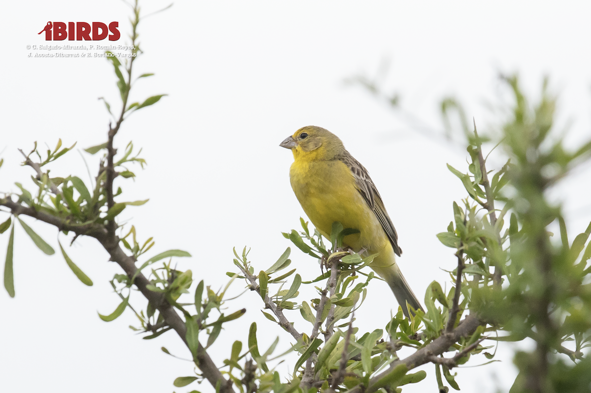 Grassland Yellow-Finch - ML617549904