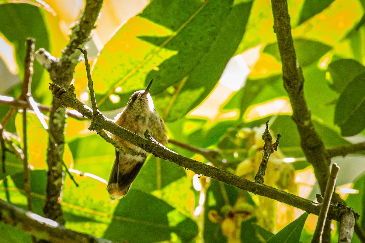 Speckled Hummingbird - ML617549915