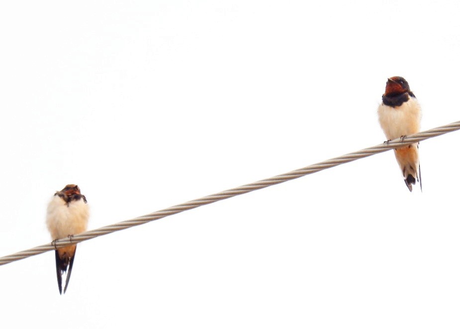 Barn Swallow - Wanatsanan Bumrungpong