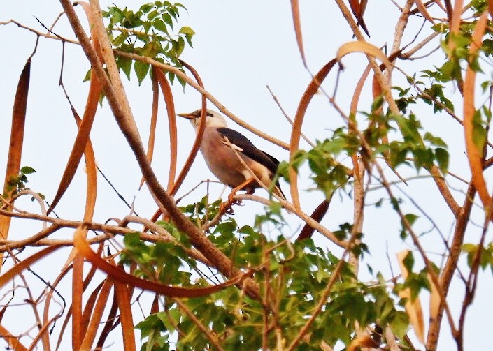 Vinous-breasted Myna - ML617550080