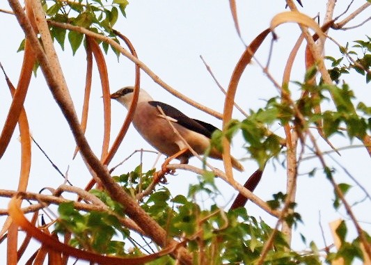 Vinous-breasted Myna - ML617550081