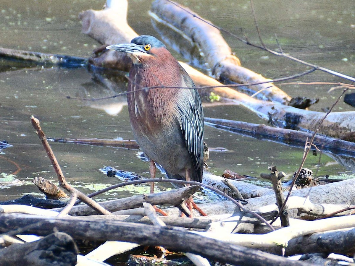 Green Heron - ML617550152