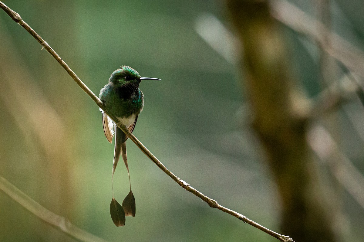 White-booted Racket-tail - ML617550160