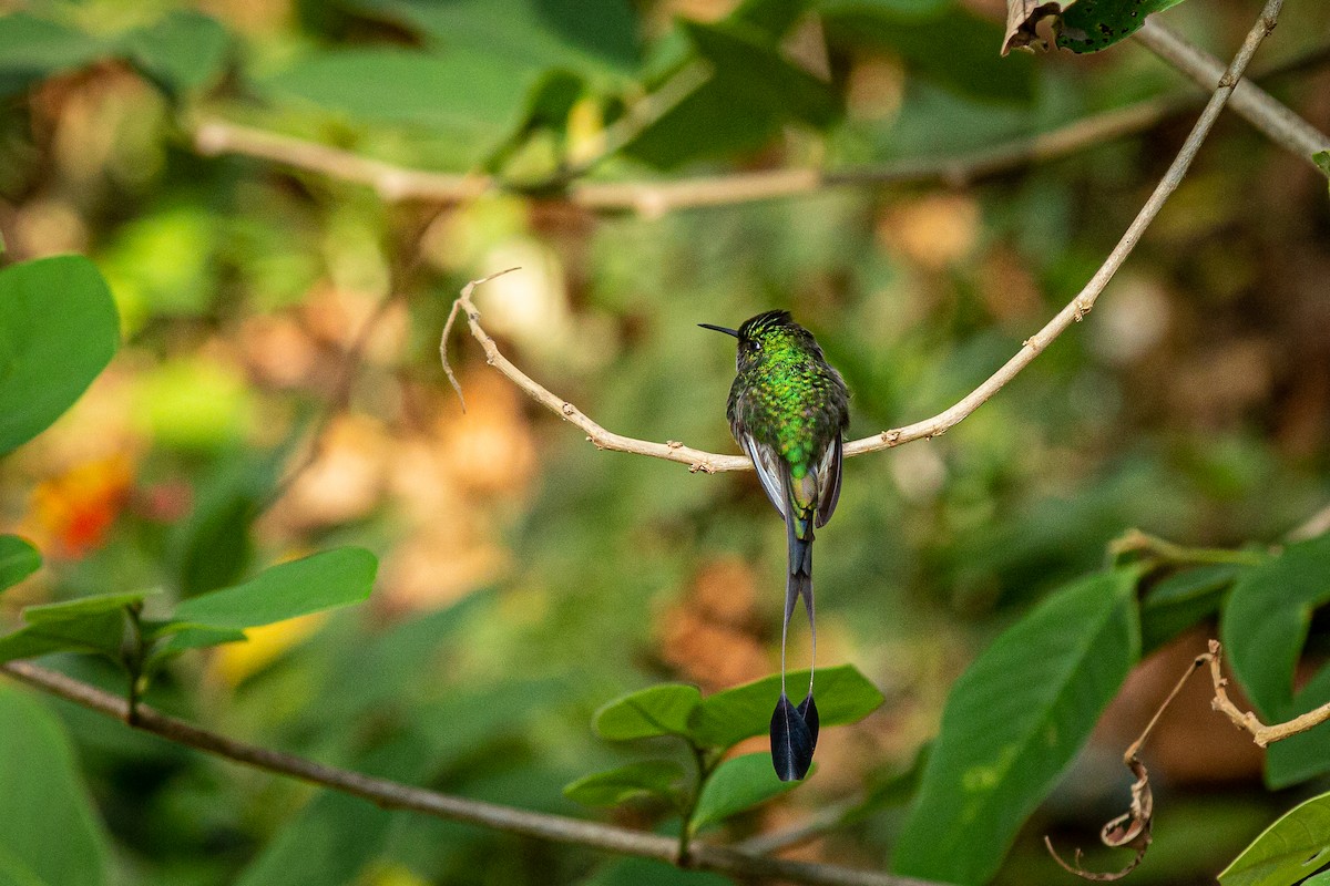 White-booted Racket-tail - ML617550164