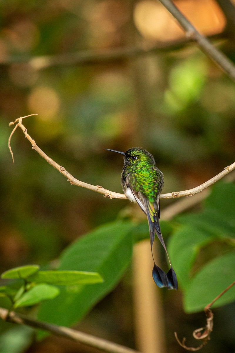 White-booted Racket-tail - ML617550166