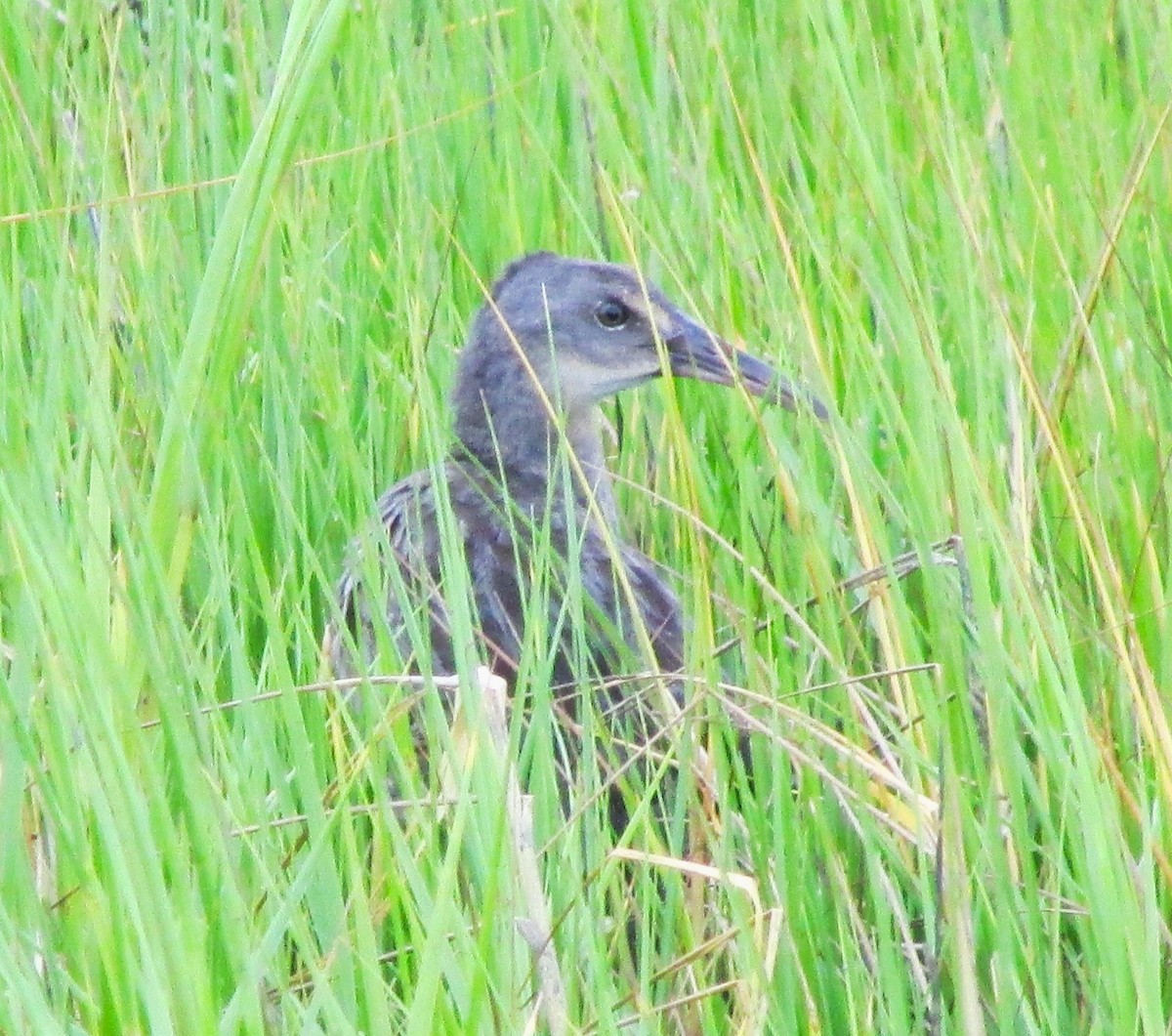 Clapper Rail - ML617550172