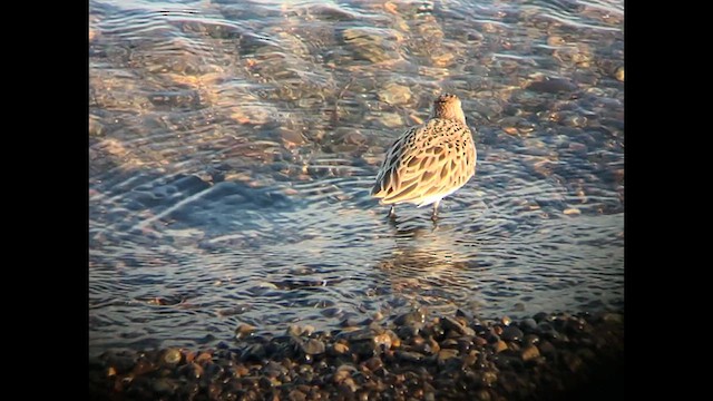 Semipalmated Sandpiper - ML617550187