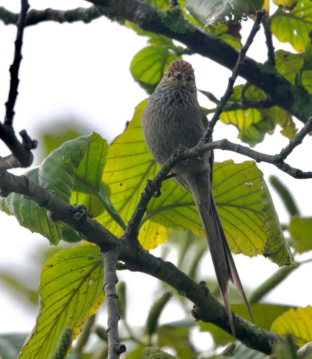 Rusty-crowned Tit-Spinetail - ML617550209