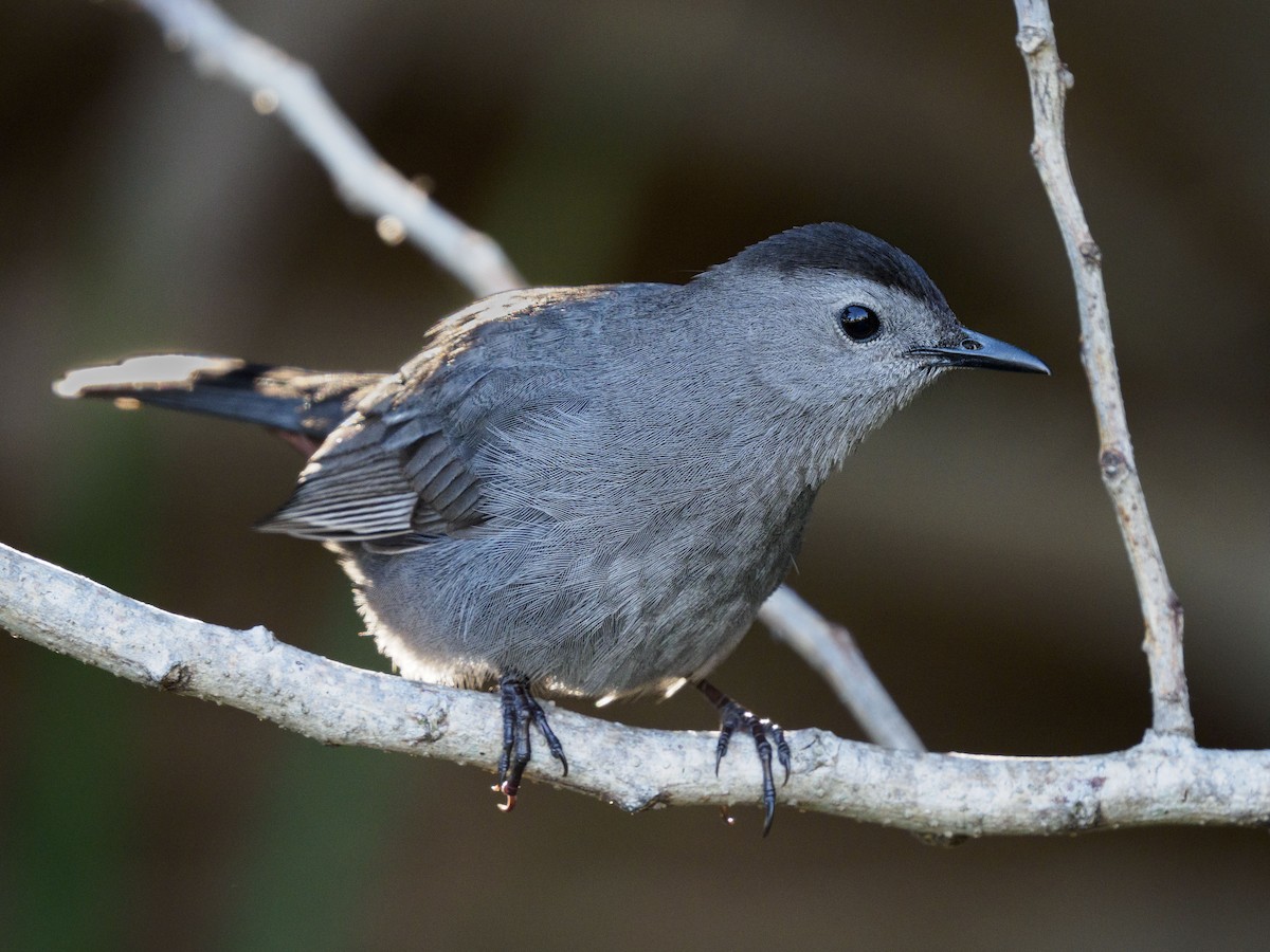 Gray Catbird - ML617550215
