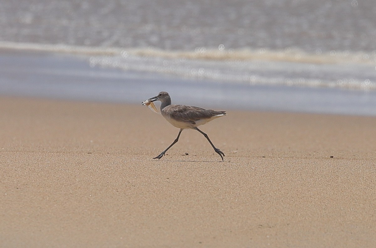 Willet - ML617550247