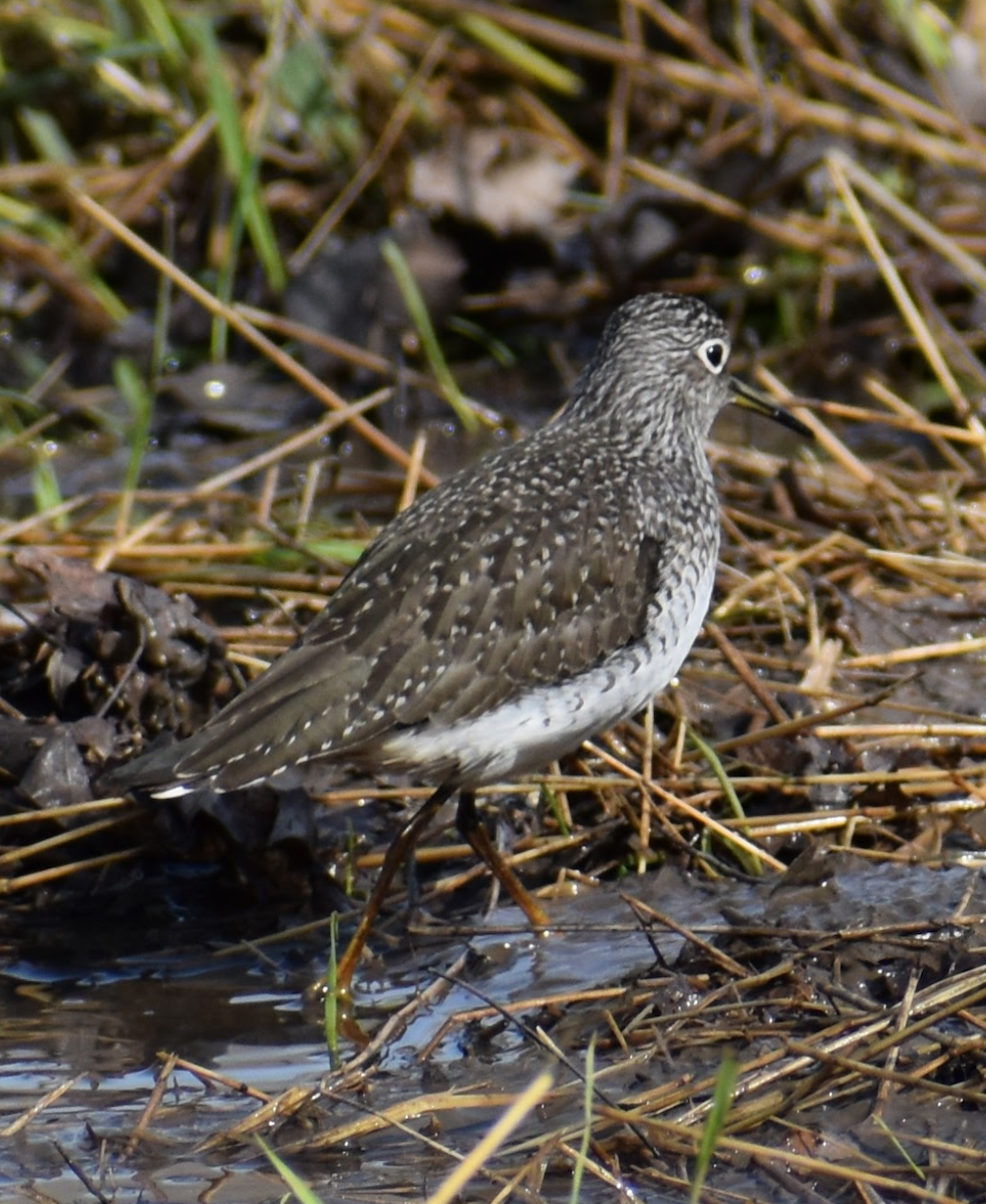 Solitary Sandpiper - ML617550270