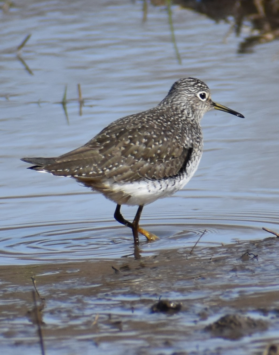 Solitary Sandpiper - ML617550273