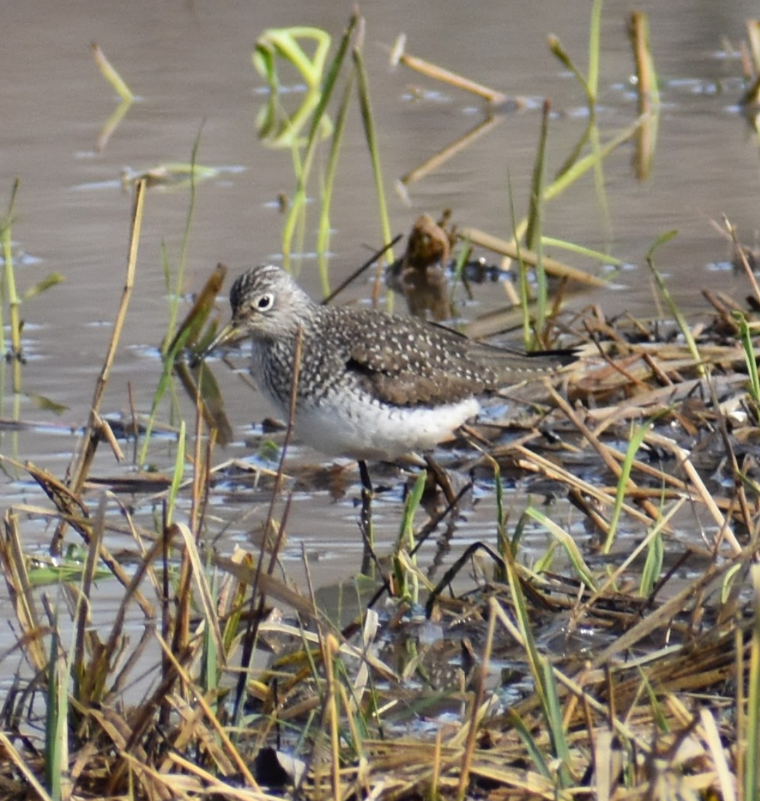 Solitary Sandpiper - ML617550283