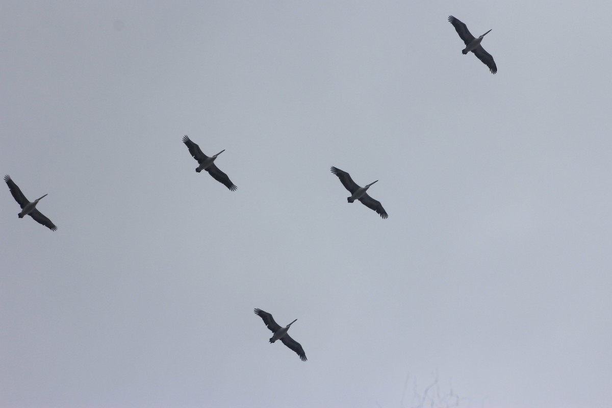 Australian Pelican - ML617550291