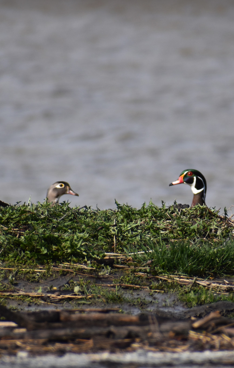 Wood Duck - ML617550295