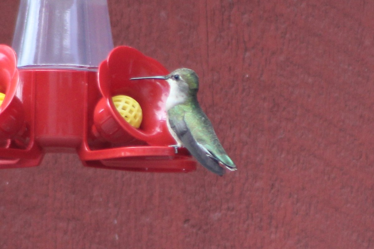 Black-chinned Hummingbird - ML617550327