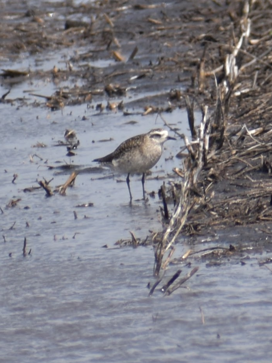 American Golden-Plover - ML617550331