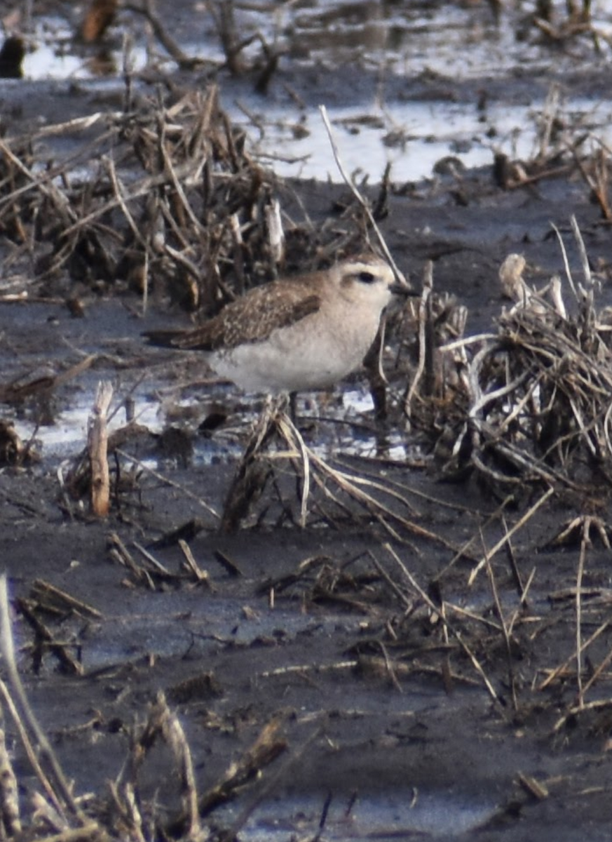 American Golden-Plover - ML617550332