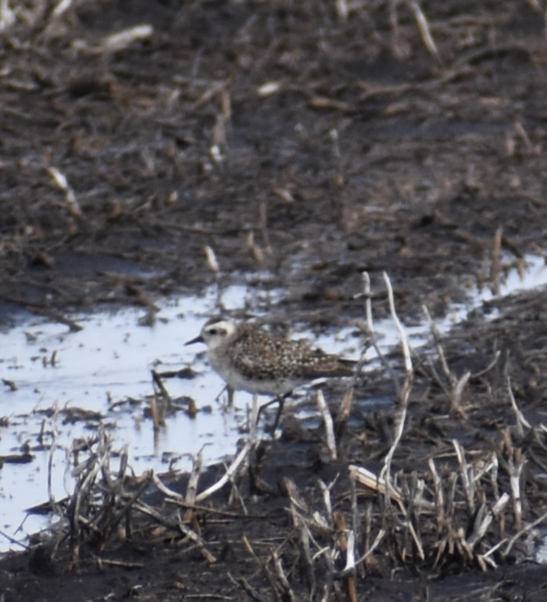 American Golden-Plover - ML617550333