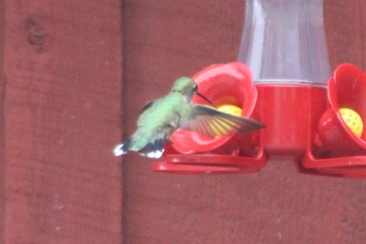 Black-chinned Hummingbird - ML617550336