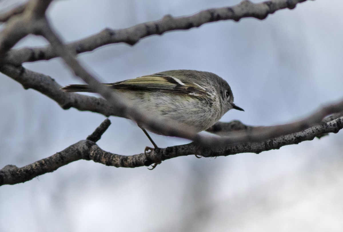 Ruby-crowned Kinglet - ML617550360