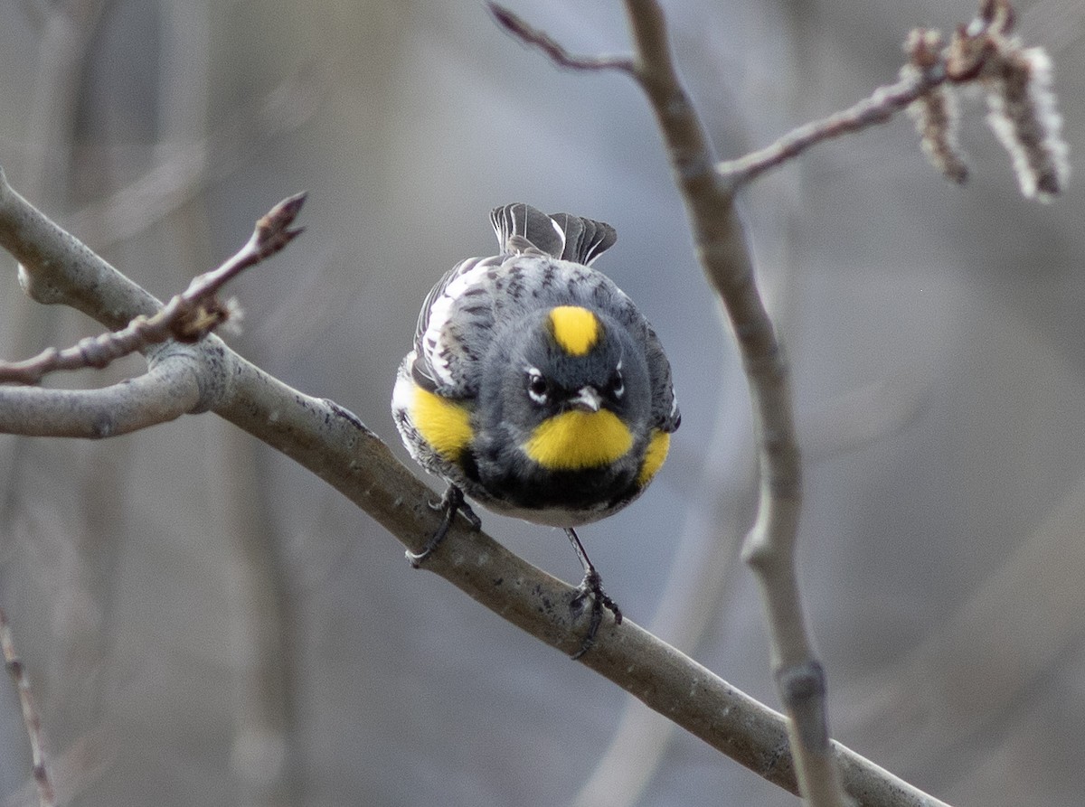 Yellow-rumped Warbler - ML617550366