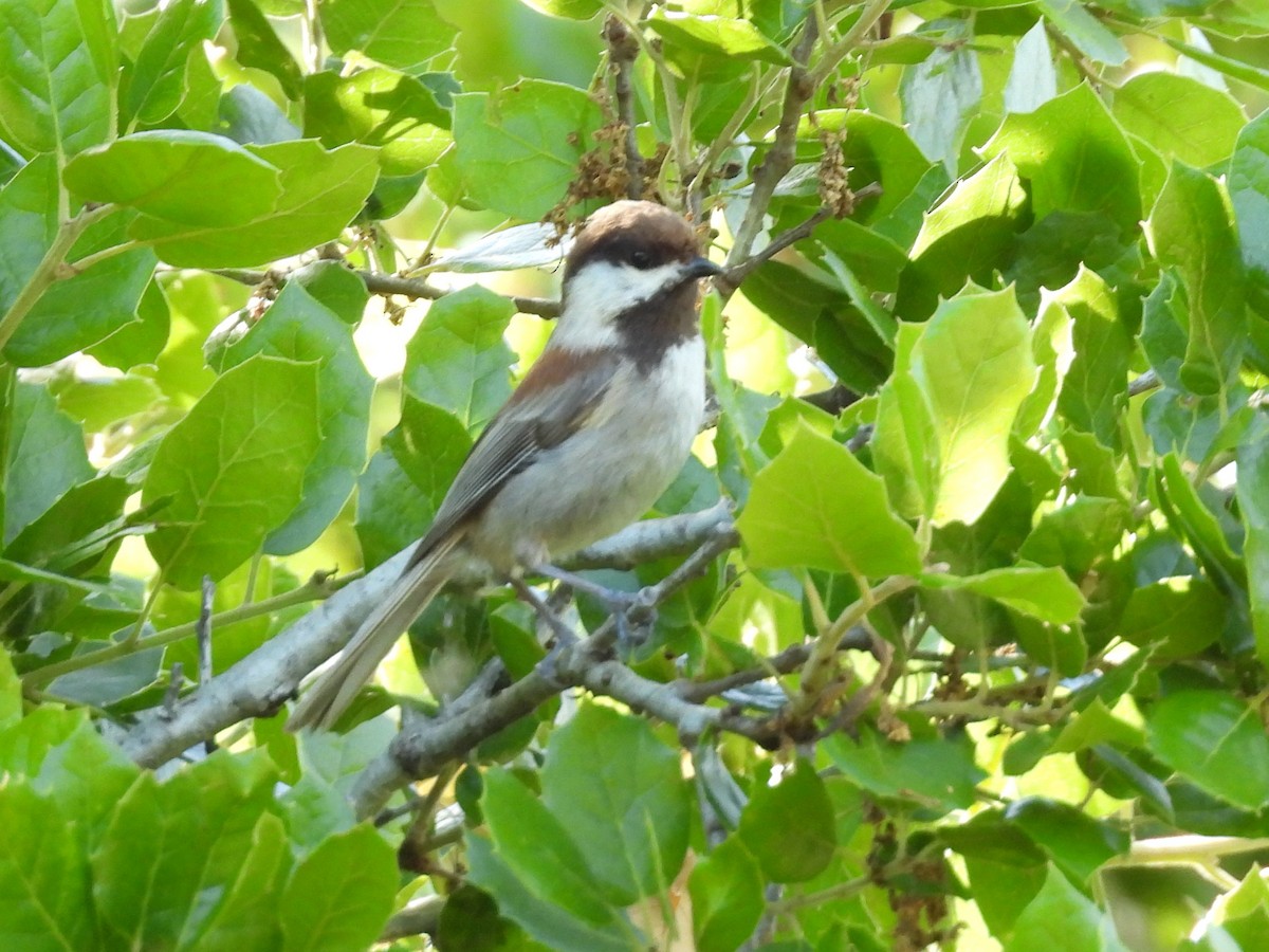 Chestnut-backed Chickadee - Jeanene Daniels